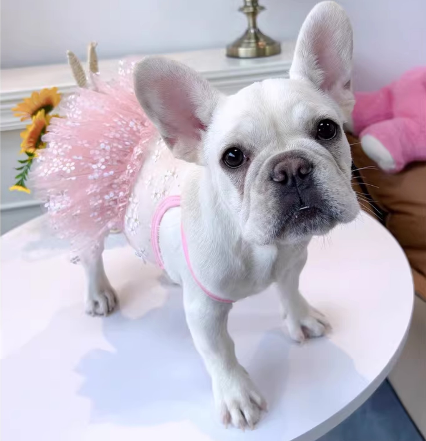 Summer Pug Dress French Bulldo - Summer Clothing In French review and price