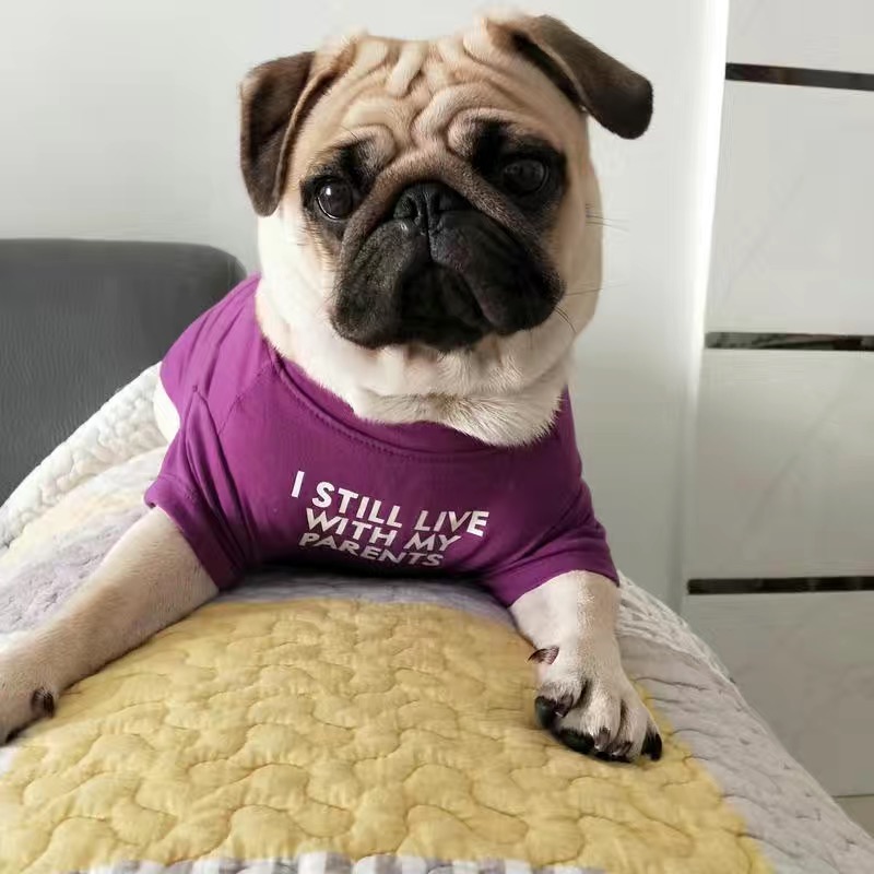 Fashion French Bulldog Pug Ves - Summer Clothing In French review and price